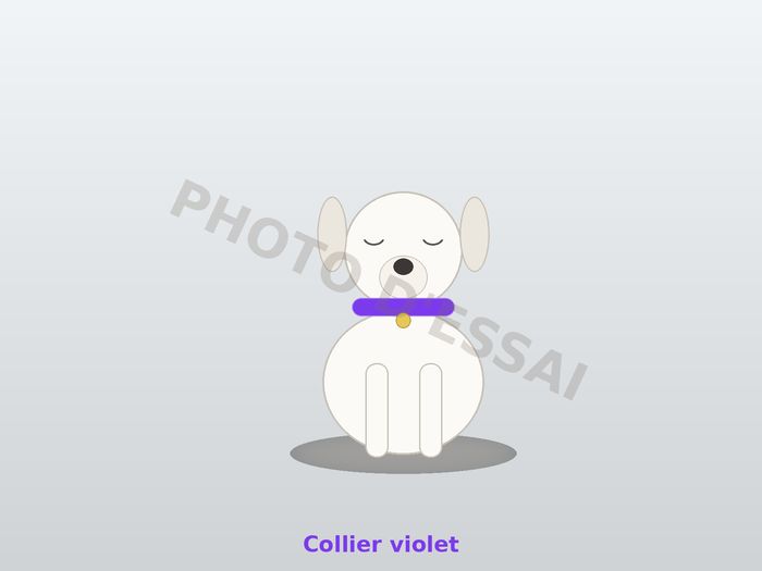 Collier violet, chiot Dogue Argentin