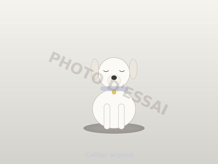 Collier argent, chiot Dogue Argentin