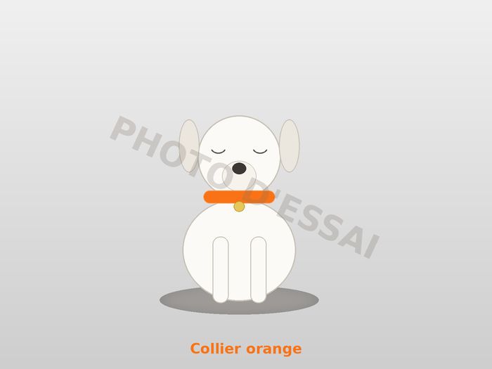 Collier orange — 25 septembre 2027, chiot Dogue Argentin