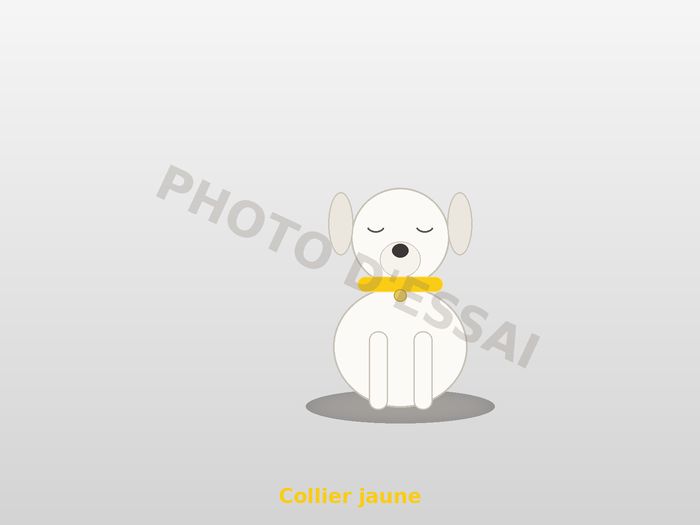 Collier jaune — 25 septembre 2027, chiot Dogue Argentin