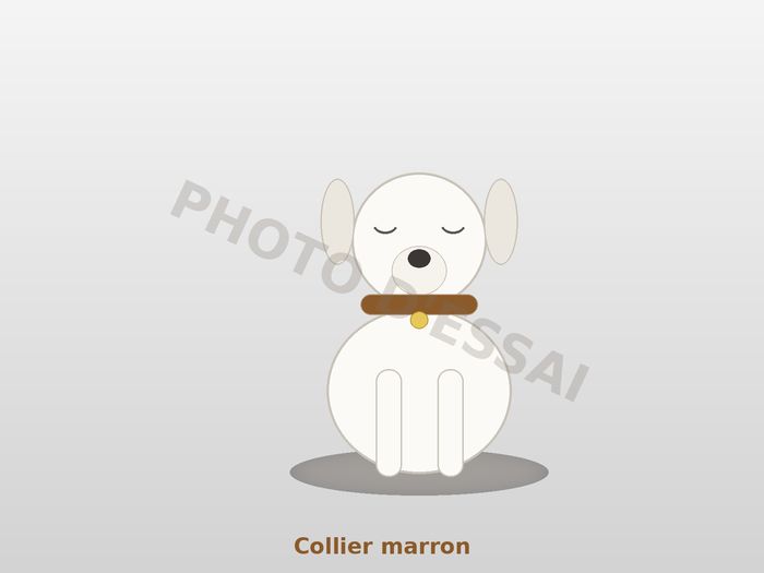 Collier marron — 29 septembre 2027, chiot Dogue Argentin