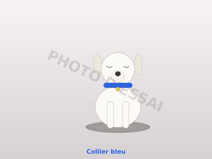 Collier bleu — 1 octobre 2027, chiot Dogue Argentin