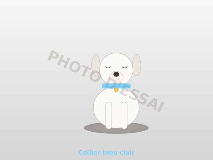 Collier bleu clair — 6 octobre 2027, chiot Dogue Argentin