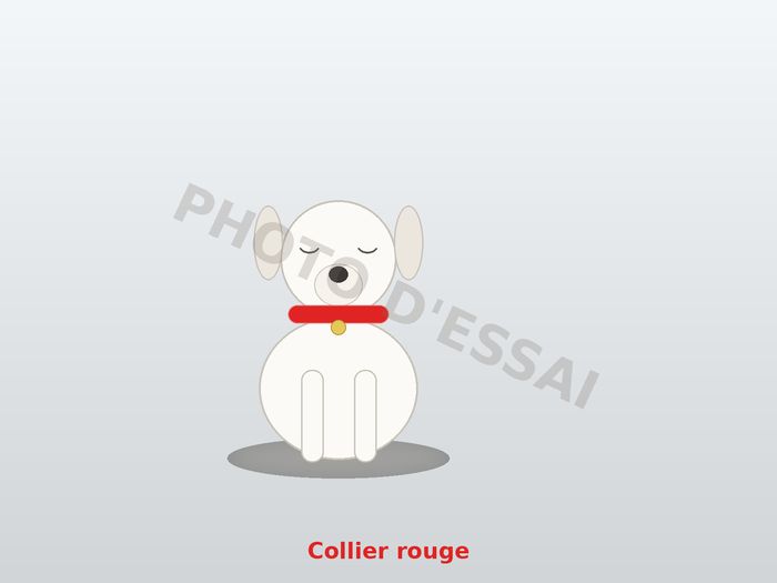 Collier rouge — 6 octobre 2027, chiot Dogue Argentin