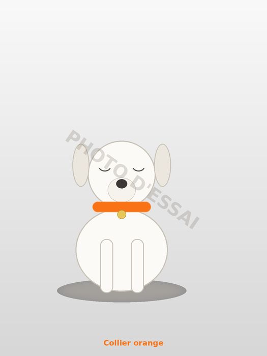 Collier orange — 16 octobre 2027, chiot Dogue Argentin