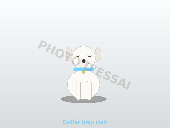 Collier bleu clair — 27 octobre 2027, chiot Dogue Argentin
