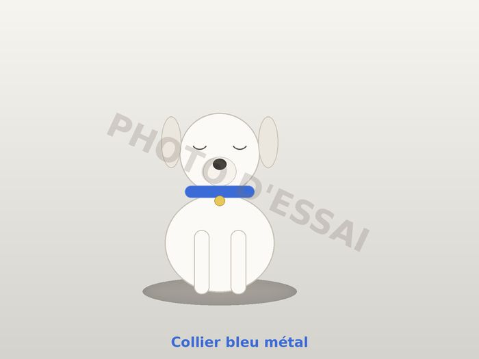 Collier bleu métal — 27 octobre 2027, chiot Dogue Argentin