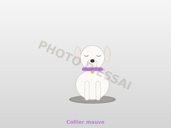 Collier mauve — 27 octobre 2027, chiot Dogue Argentin
