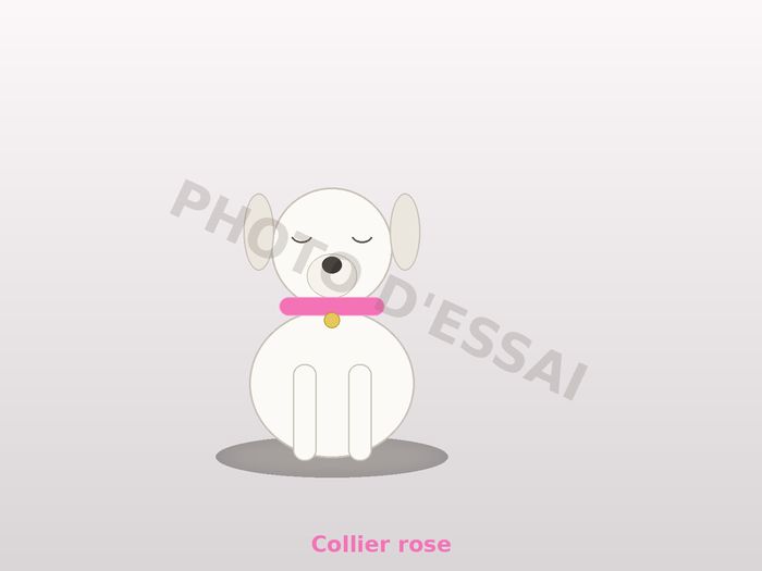 Collier rose — 27 octobre 2027, chiot Dogue Argentin
