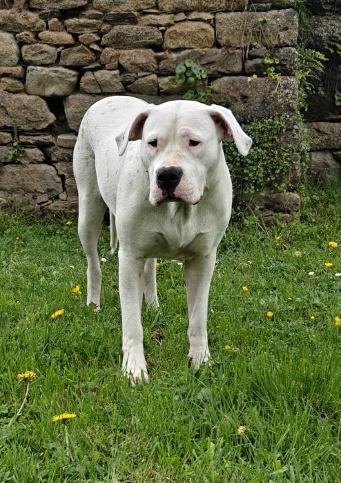 Garuda, Dogue Argentin